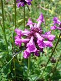 purple betony, wood betony, bishopwort, or bishop's wort